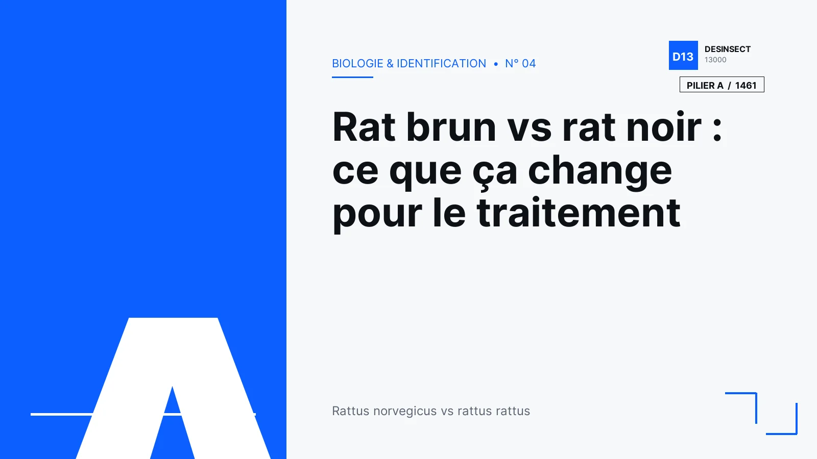 Illustration éditoriale Desinsect13000 — Rat brun vs rat noir : ce que ça change pour le traitement